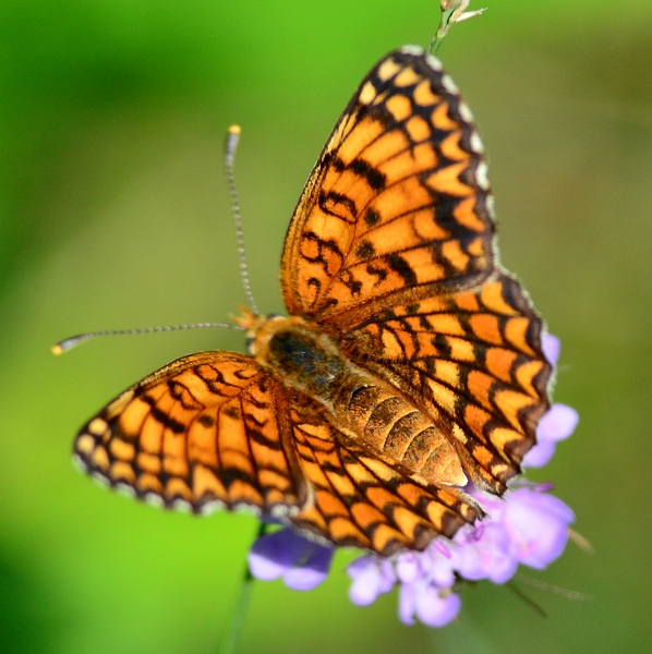 Melitaea phoebe